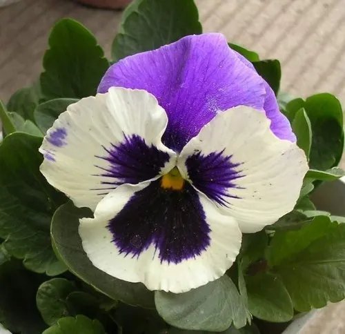 鬼脸花的花语 鬼脸花的应用价值