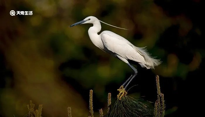 蓑毛的意思是什么