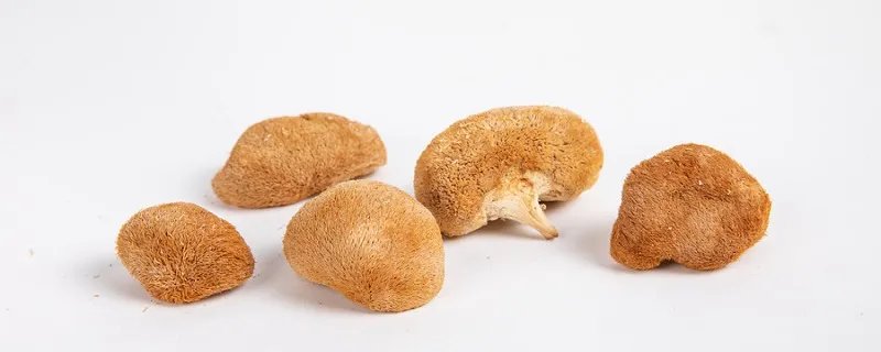 猴头菇的产地 猴头菇的产地在哪里