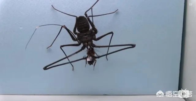 鞭蛛那么大只,蟑螂遇到它能保命吗?鞭蛛到底有多厉害?