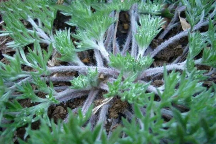 白蒿图片大全药用价值