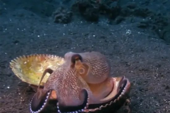 章鱼的血液是什么颜色