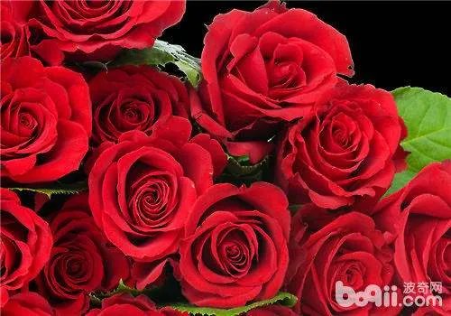 玫瑰花的资料有哪些？