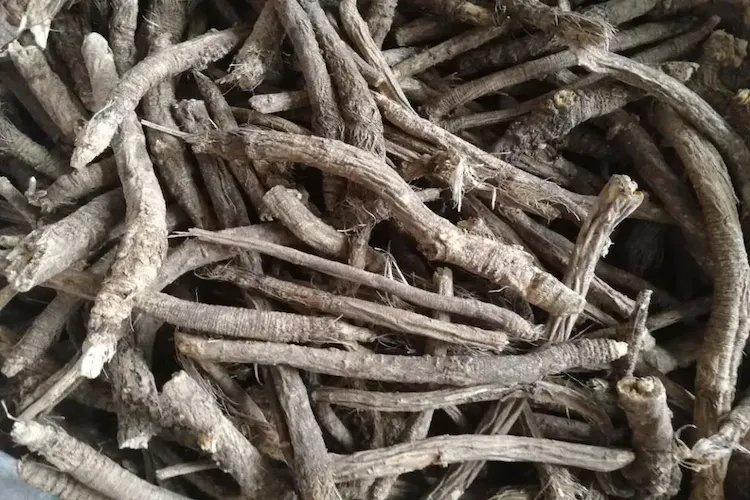 中药防风图片长什么样子