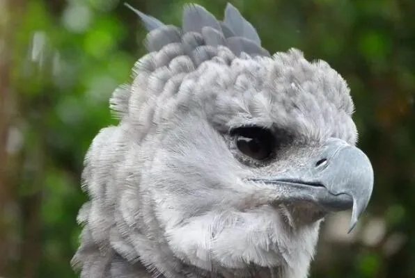 世界上十大最危险的鸟类，秃鹫被用于天葬，第二是菲律宾国鸟