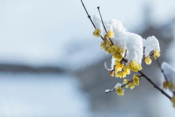 立春图片大全最新 立春节气图片唯美好看