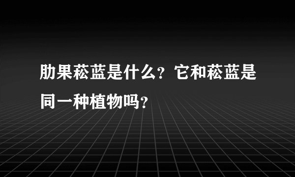 肋果菘蓝是什么？它和菘蓝是同一种植物吗？