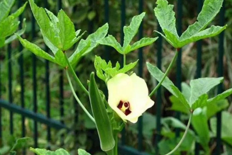 补肾草长什么样子