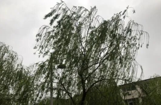 柳絮是柳树的什么 柳絮是柳树的花还是种子