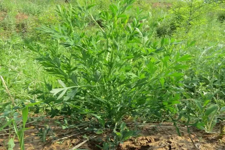 中药防风图片长什么样子