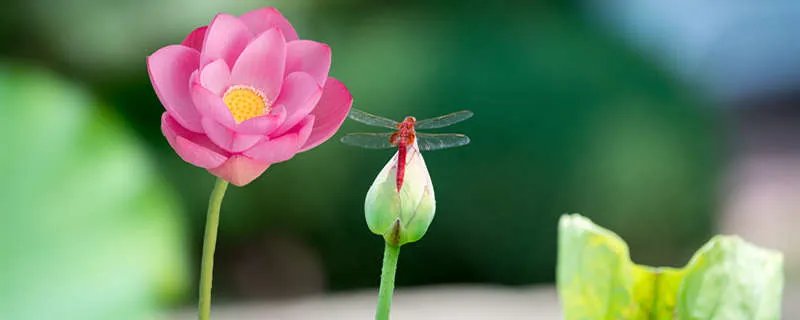 益虫和益鸟的种类有哪些 常见益虫介绍