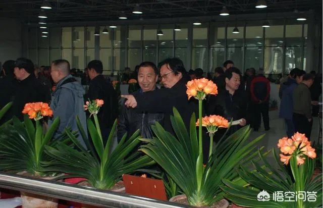 长春市的市花是什么？