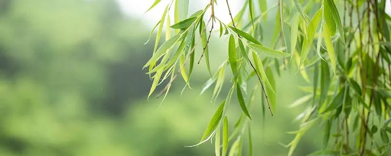 杨絮是什么 杨絮是什么树上掉下来