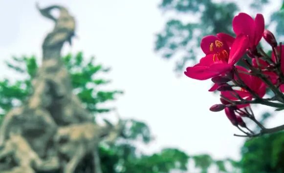 花城是哪个城市 被称为花城的城市是哪里