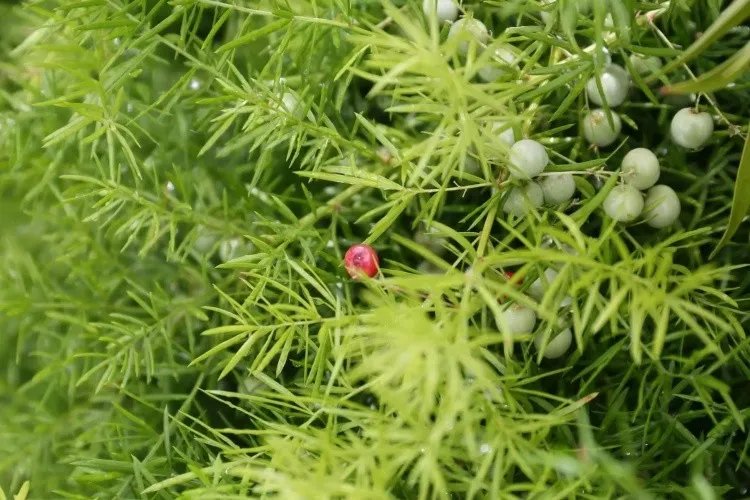 天门冬图片大全