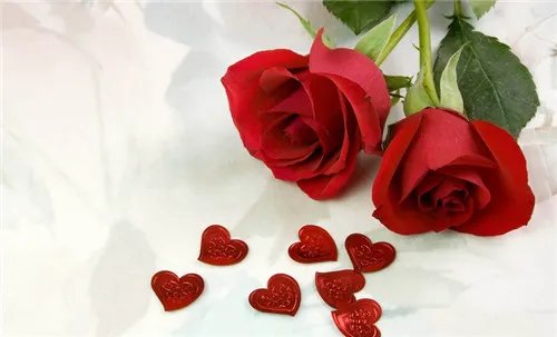 玫瑰花朵数含义 不同朵数花语不同