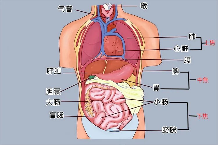 五脏六腑位置图