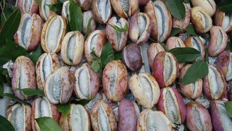 厚鳞柯的功效与作用