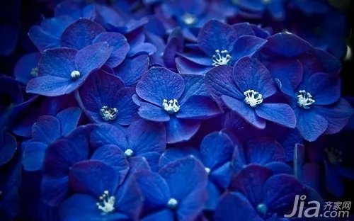 海棠花的种类 海棠花图片欣赏大全