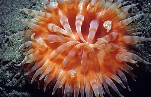 海葵是什么  如何食用海葵