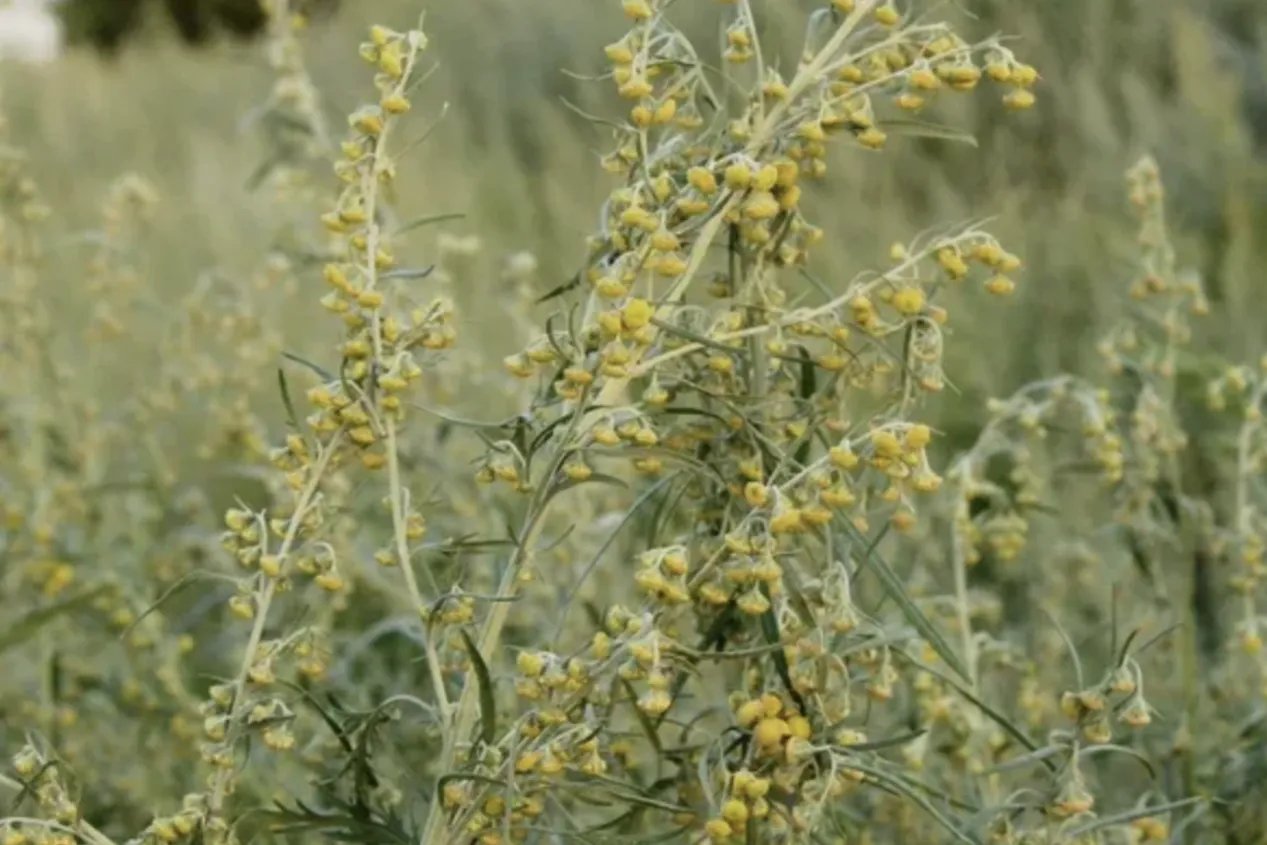 白蒿图片大全药用价值