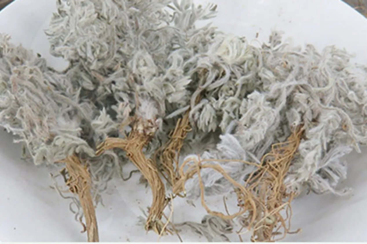 白蒿图片大全药用价值