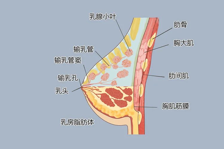乳腺图片