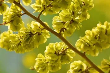榆花的功效与作用