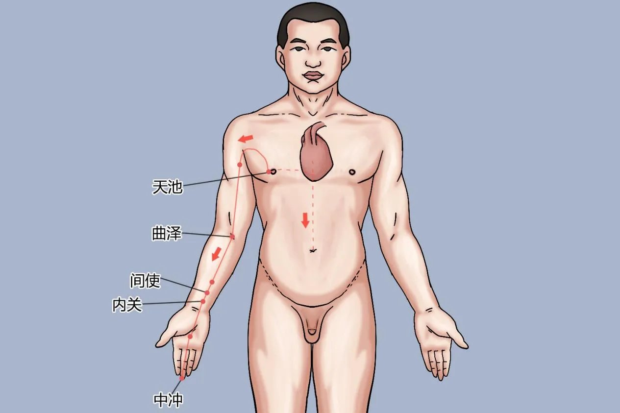 经络十二经脉图解