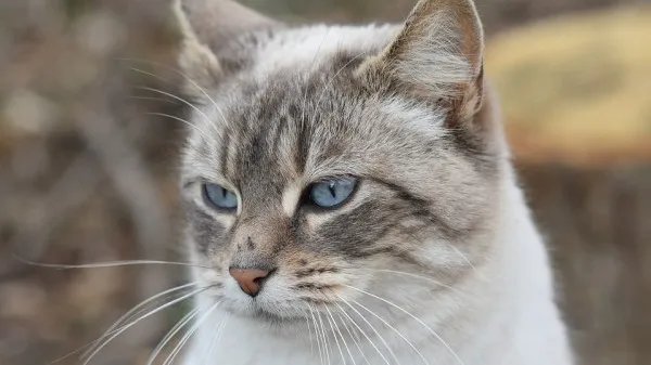 被猫咬千万不要打狂犬疫苗?视4种情况而定