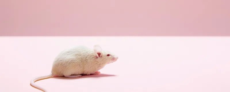 耗子扛枪是什么意思