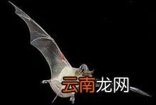 猪脸大蝙蝠存在吗,猪脸蝙蝠图片大全