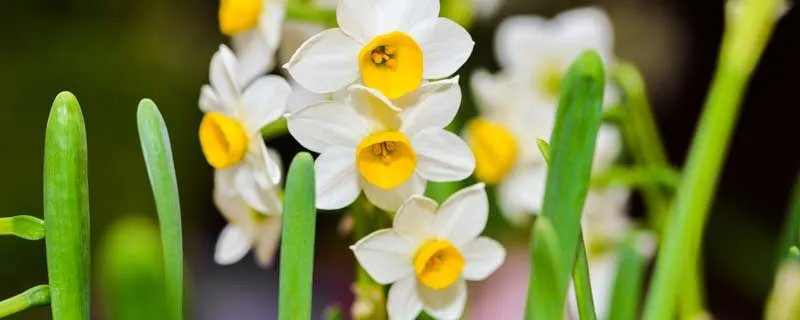 一花独放不是春百花齐放春满园是什么意思