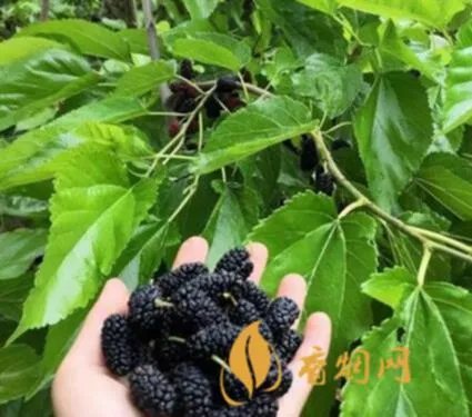 桑干有什么好处?看这里就够了!