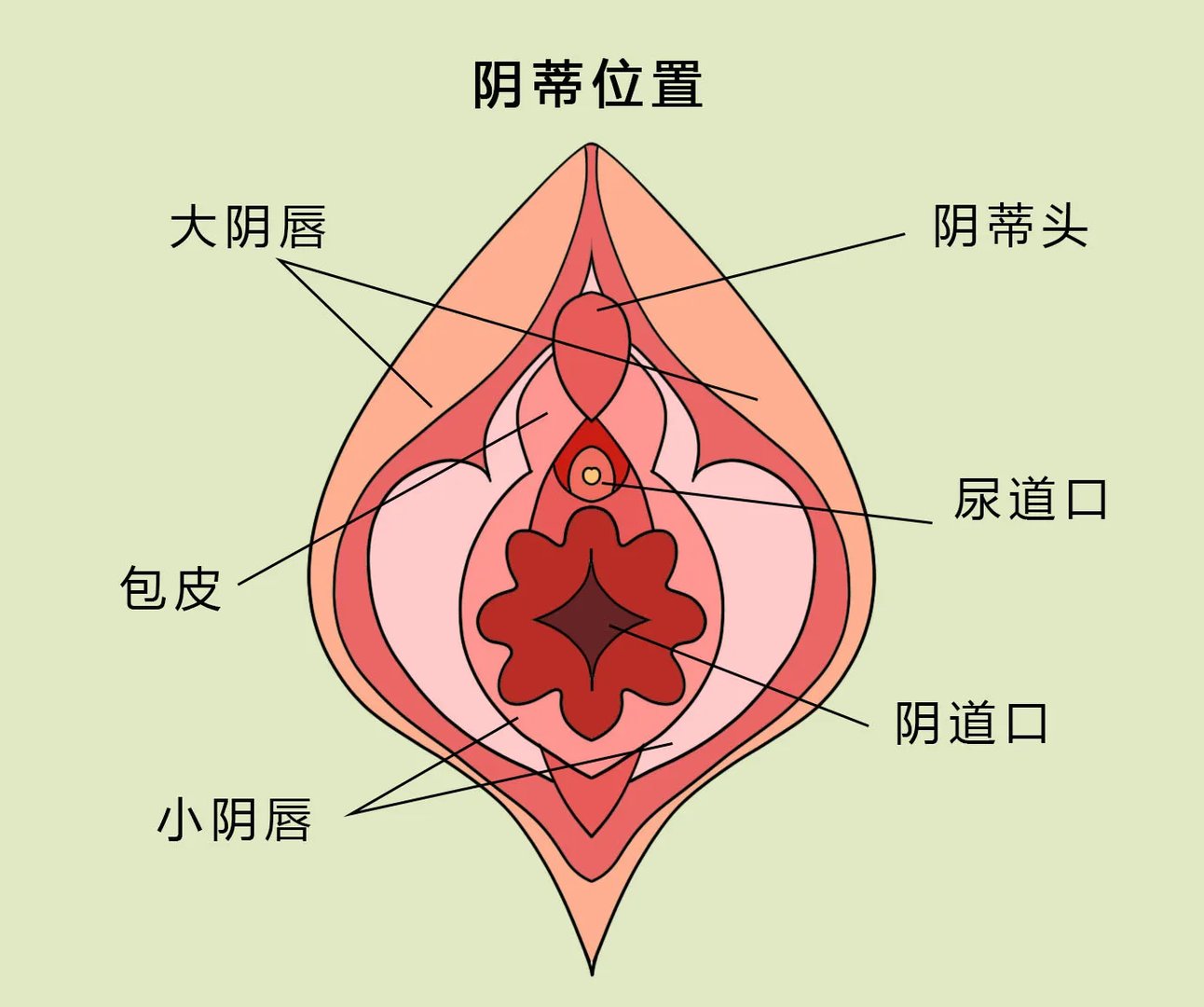 阴蒂图解