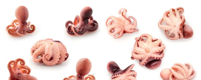 章鱼的血液是什么颜色