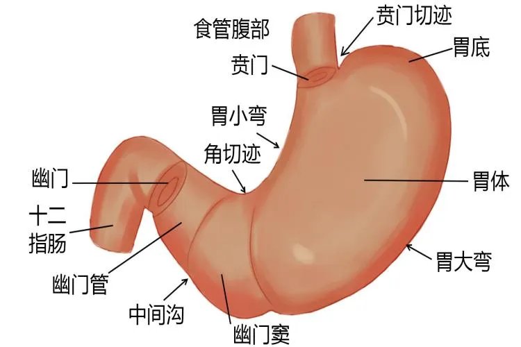 胃在身体哪个位置