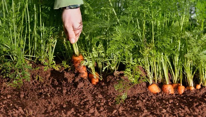 土地是可再生资源吗 土地是再生资源还是不可再生资源