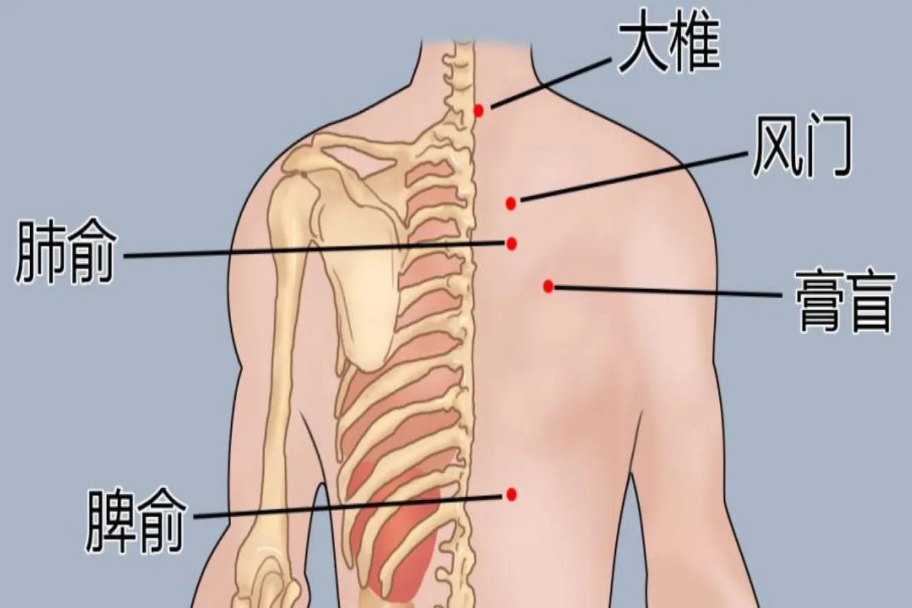 三伏贴过敏性鼻炎贴敷部位图