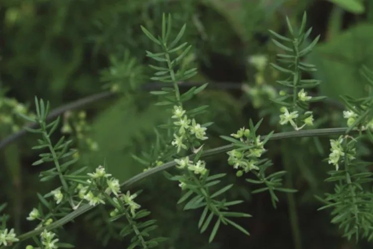 天门冬图片大全