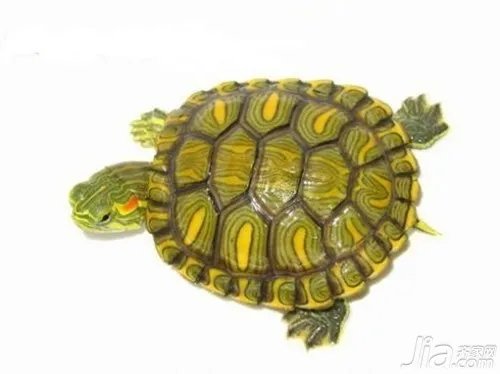 最正确的巴西彩龟饲养方法