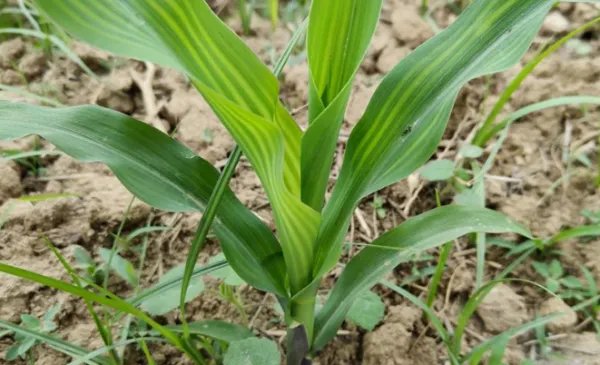 玉米亩产量一般多少斤