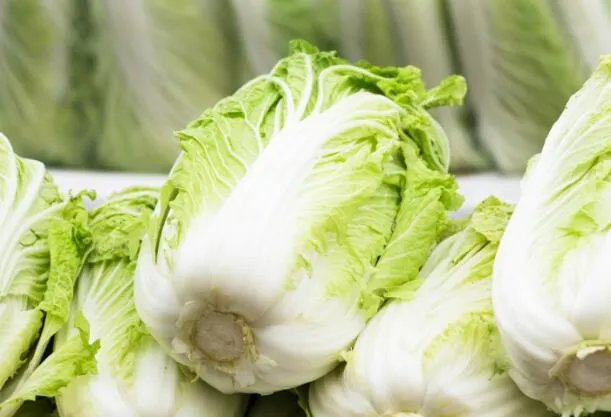 白菜属于什么科 白菜的科属是什么