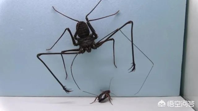 鞭蛛那么大只，蟑螂遇到它能保命吗？鞭蛛到底有多厉害？