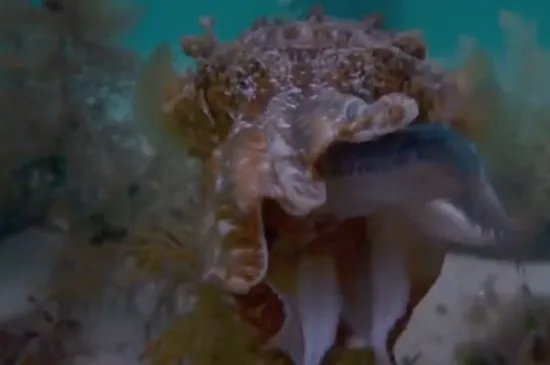 章鱼的血液是什么颜色