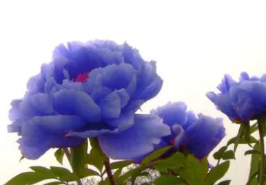 有没有蓝色牡丹?