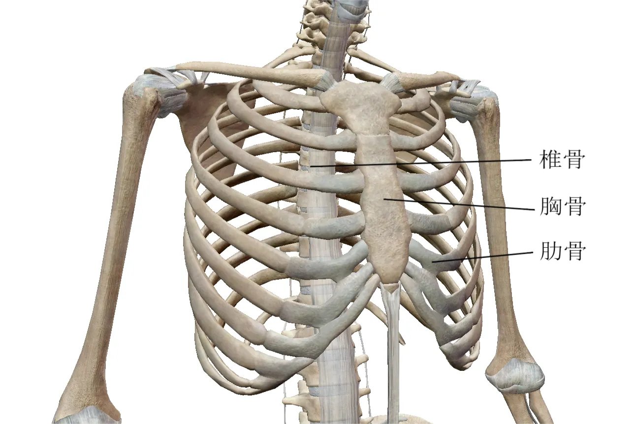 解剖图片人全身骨骼图