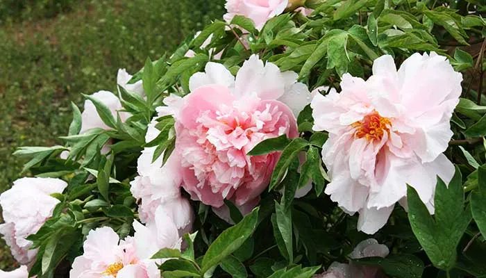 牡丹花怎么养 牡丹花的养殖方法