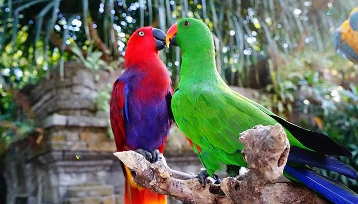 虎皮鹦鹉怕冷吗 虎皮鹦鹉是否怕冷