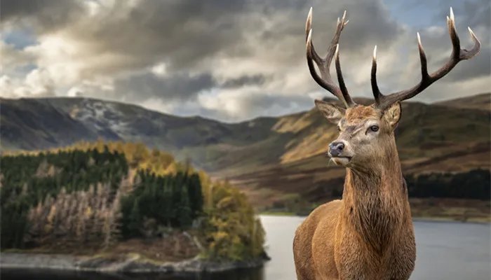 那种动物没有方向感 什么动物最没有方向感方向